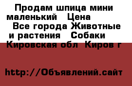 Продам шпица мини маленький › Цена ­ 15 000 - Все города Животные и растения » Собаки   . Кировская обл.,Киров г.